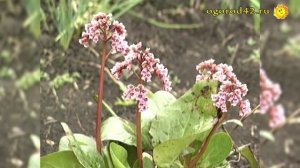 Бадан - основа чигирского чая. Полезные свойства