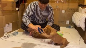 Уход за щенками спаниеля - Caring for puppies