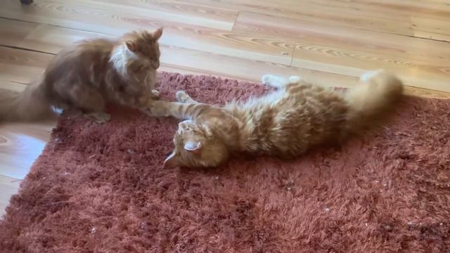 Mainecoon kitten смотреть онлайн