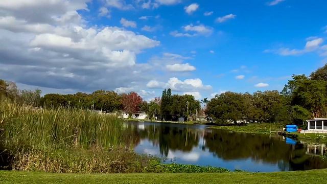 🔴 ПАВЛИНЫ на улицах Орландо Флорида США 🔴 11.2.2024 смотреть онлайн