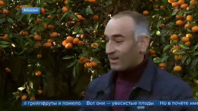 Репортаж Первого канала о сборе мандарин в Абхазии смотреть онлайн