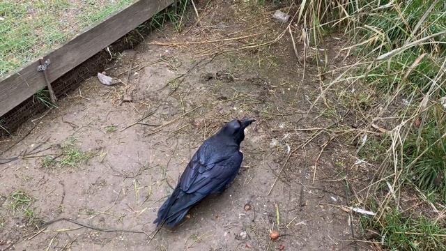 Ворон Яша прыгает по веткам!!!! смотреть онлайн