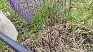 Влияние грунтовых вод на фундук сорта Сирена