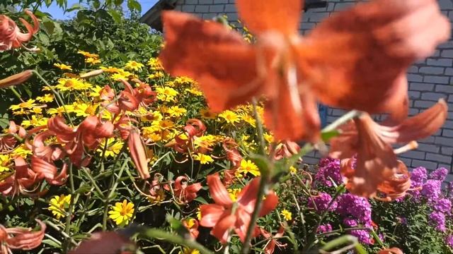 VLOG.ТИГРОВЫЕ ЛИЛИИ. смотреть онлайн