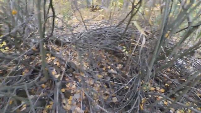 ЕЩЁ НЕ ПОСЛЕДНИЕ ГРИБОЧКИ! :)