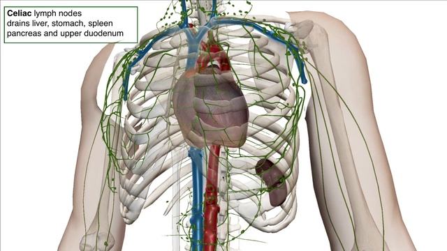 Lymphatic Drainage Associations- USMLE Review
