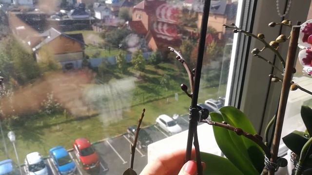 15. Фаленопсисы групповая посадка. Продолжение 15-я часть после долгого перерыва.Синхронное цветени смотреть онлайн