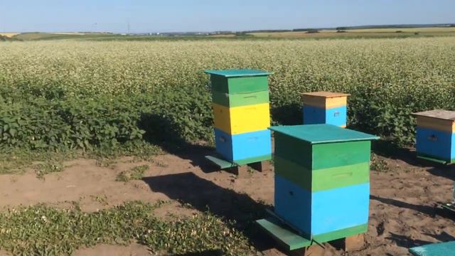 Кочевка на гречихе смотреть онлайн