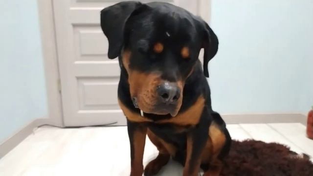 ГДЕ АРЧИ ЖИВЕТ НОЧЬЮ? У НАС УЖЕ МОРОЗЫ -15🌡 смотреть онлайн