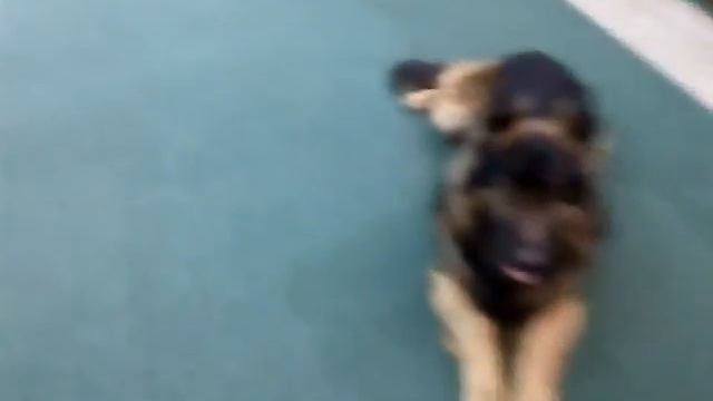 Немецкая овчарка,Простейшие команды смотреть онлайн