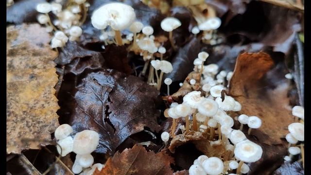 Н Некрасов О, пошлость и рутина два гиганта #философскаялирика #поэты19века смотреть онлайн