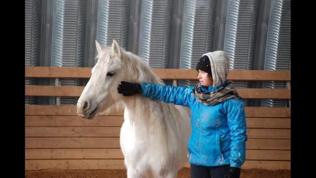 Начало работы НХ с фелл пони      Aliza Sitas