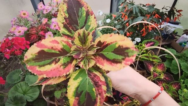 КОЛЕУС ВЕГЕТАТИВНЫЙ.ОБЗОР СОРТОВ.2021 смотреть онлайн