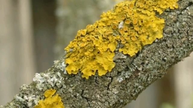 Лишайники на деревьях. Избавляемся от лишайников. смотреть онлайн