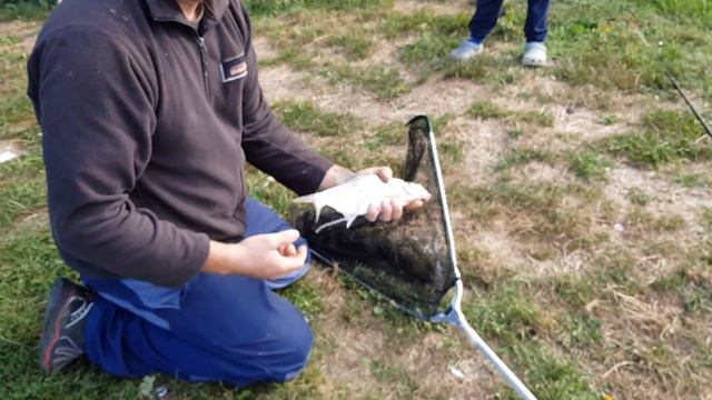 Снова клюёт. Лещ рыбалка 2019 рыбалка на спиннинг рибалка смотреть онлайн