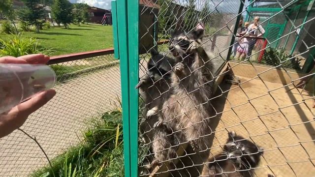 животные Очень милые Еноты кушают #енотполоскун#енот# смотреть онлайн