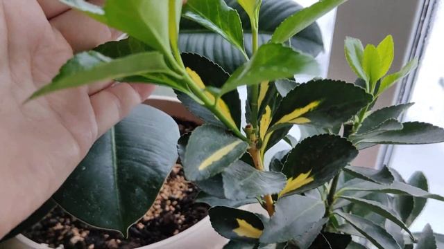 Новые растения с Вайлдберриз. смотреть онлайн