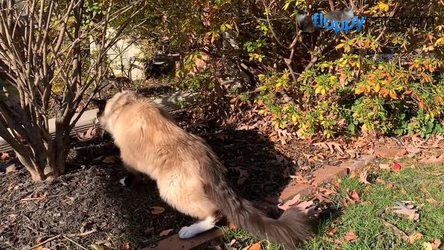 Ragdoll Cats Vlog: 16-Year Old Seal Mitted Ragdoll Cats: Caymus and Murphy - December 7 2020 смотреть онлайн