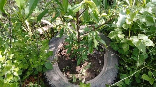 Персик в средней полосе России в открытом грунте смотреть онлайн