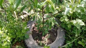 Персик в средней полосе России в открытом грунте