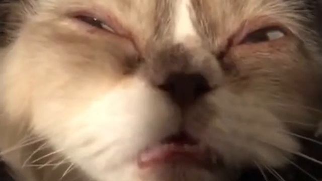 Самый чистый кайф смотреть онлайн