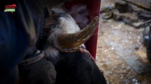 Профессиональная услуга обрезки рогов КРС