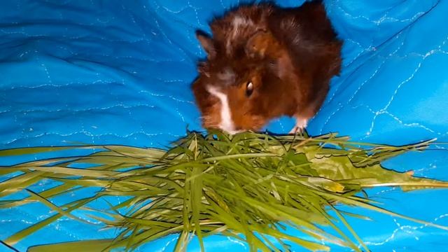 Морские свинки.Звуки морских свинок.Как пищат морские свинки. смотреть онлайн