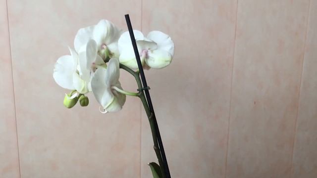 ТРИ ОРХИДЕИЧКИ НА ПРОДАЖУ СПБ. смотреть онлайн