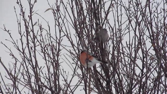 К нам прилетела стайка снегирей смотреть онлайн