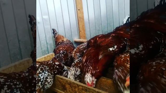 Орловские ситцевые куры смотреть онлайн