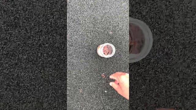 Первая беговая тренировка. Дождевые черви и бизнес. смотреть онлайн