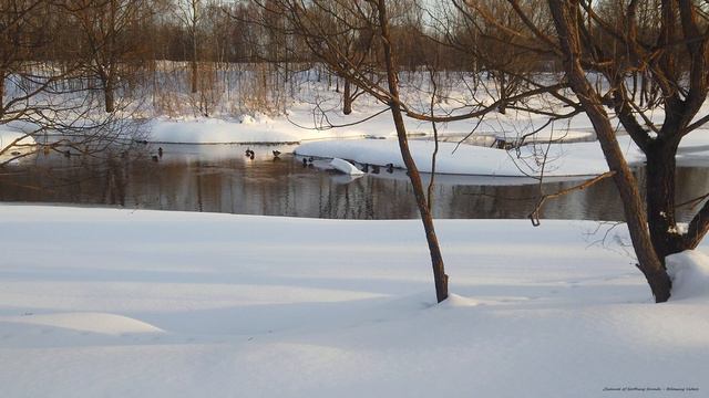 Ducks on the river waiting for spring | Video of the flow of the river on a sunny day in 4K UHD смотреть онлайн