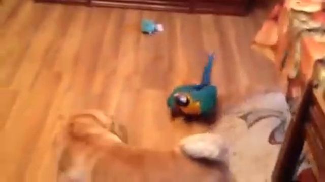 Попугай ара пристает к собаке смотреть онлайн