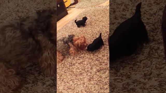 22 июля 2016 г.Мама Йорк играет щенками