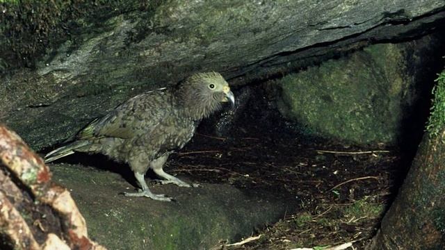 Kea - New Zealand Bird of the Week смотреть онлайн