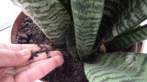 САНСЕВИЕРИЯ,   НА КАКОЙ ГРУНТ РЕАГИРУЕТ?