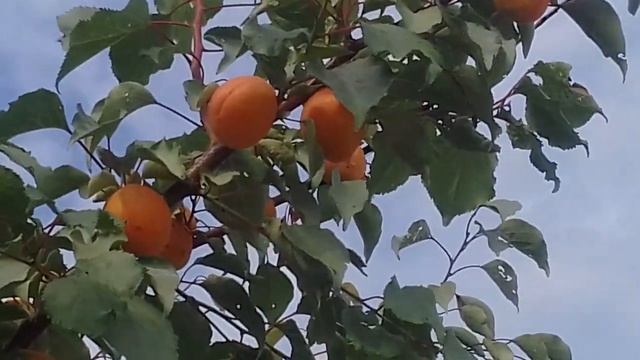 Абрикос. Воронежский регион. (Юзбашян 2021) смотреть онлайн