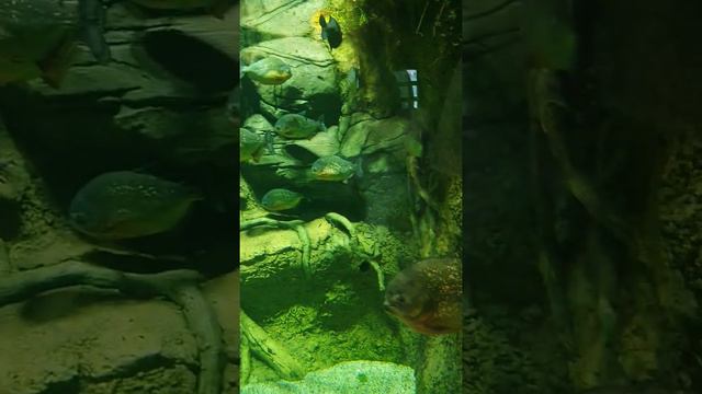 #пираньи #москвариум #океанариум #вднх смотреть онлайн