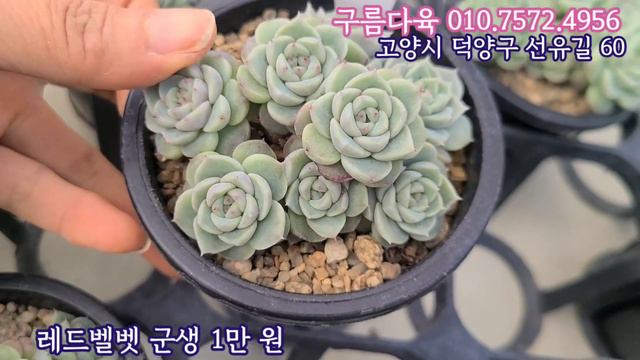 엘리스대품 재입고! 핑크튤립,폴라리하트 구름다육 010.7572.4956 смотреть онлайн