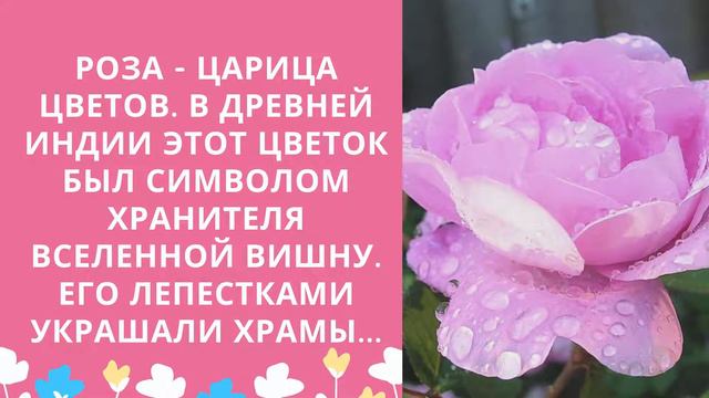 «Легенды о цветах» смотреть онлайн