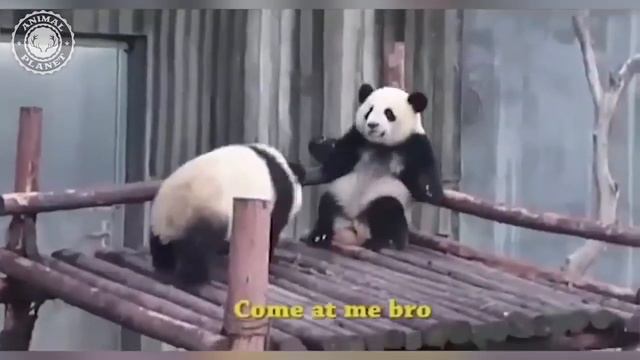 Маленькие Панды | Baby Pandas