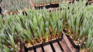 Как я борюсь с топпингом листа на тюльпане