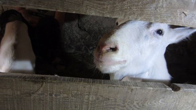 Козы породы Ламанча//козья ферма-мечты мечты))) рекламе быть?? смотреть онлайн