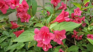 Вейгела, сроки и способы обрезки