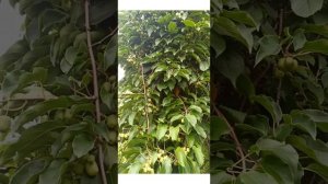 Актинидия : сорт Сентябрьская