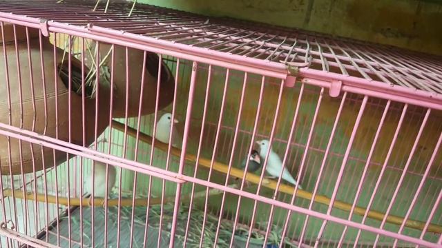 Java Sparrow Breeding Progress | Java Breeding Information | Java Finch Breeding Tips смотреть онлайн