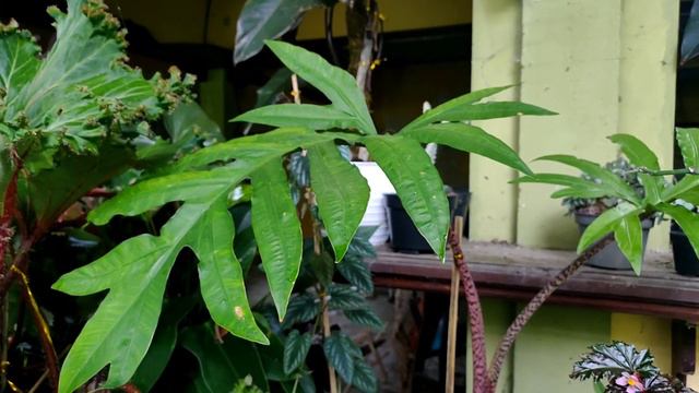 Alocasia Brancifolia