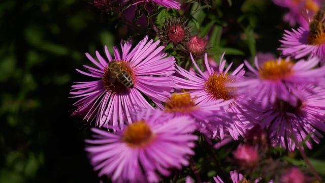 HC X1 am Stativ im Garten am Samstag, 23 Sept 2017 смотреть онлайн