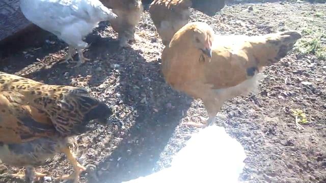 Моим цыплятам 10 недель! / Петушки и курочки на воле смотреть онлайн