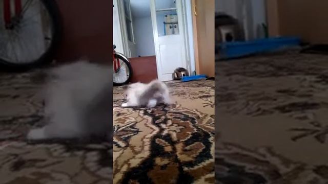 ПРОДАЖА котята RagDoll Кошка кукла 024 смотреть онлайн